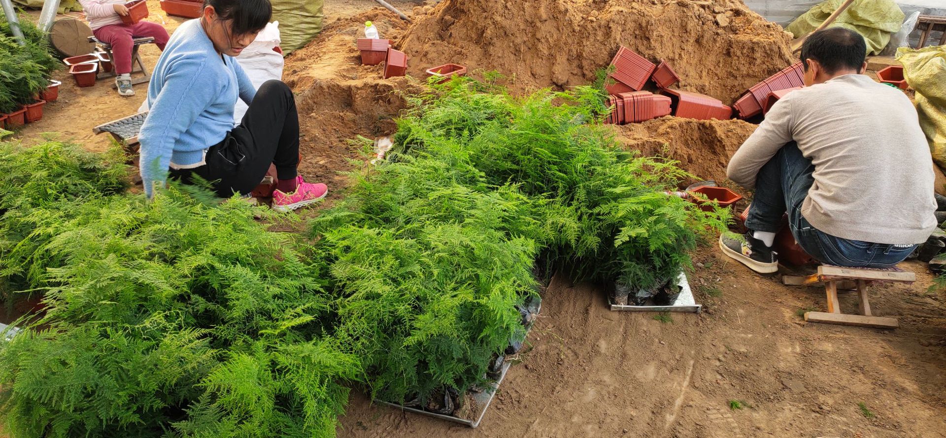 文竹盆栽批发办公室绿植盆栽花卉花苗盆景植物绿植盆栽花卉盆栽