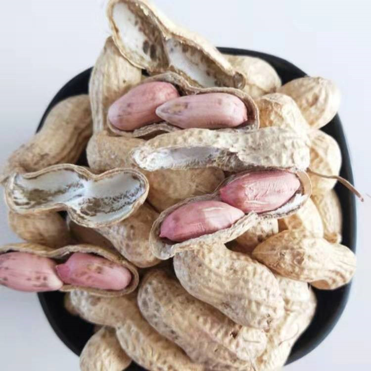 当季新货带壳花生现货批发山东红皮花生海花花生一件代发