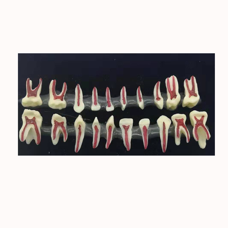 儿童牙齿剖面模型 医患沟通乳牙牙粒医患沟通演示 口腔乳牙