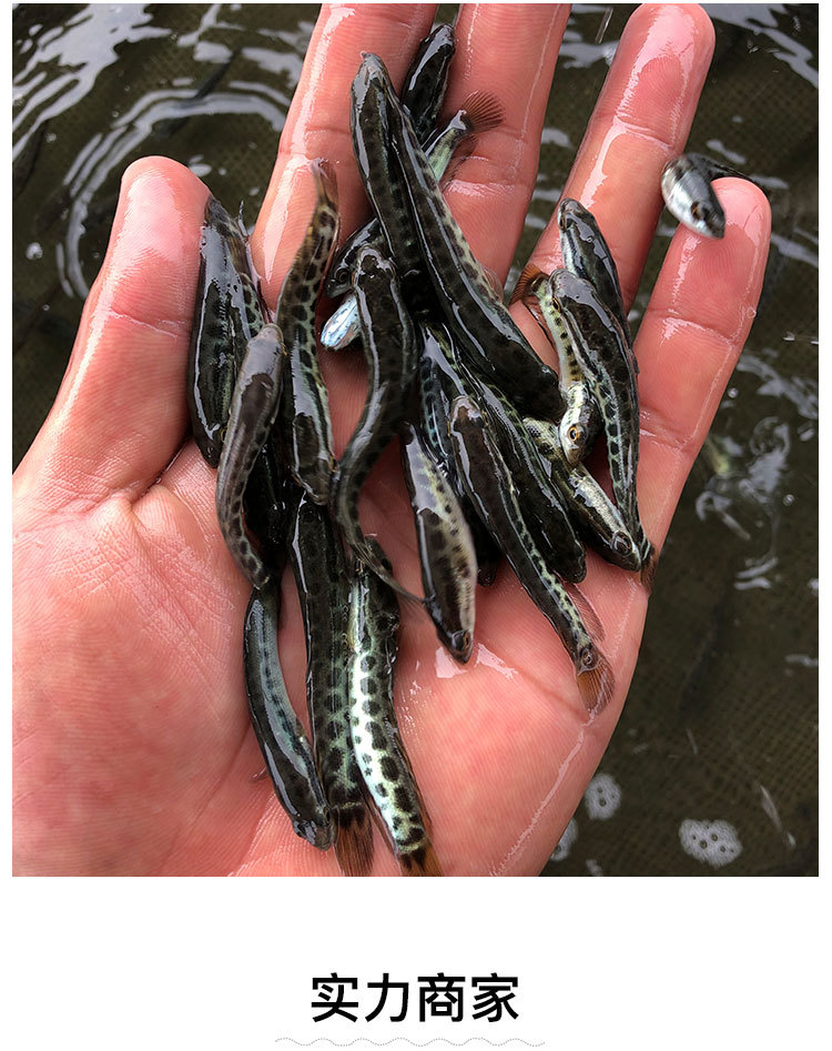 【淡水杂交黑鱼苗批发】黑鱼苗乌鱼生鱼苗活体养殖乌鳢苗快大直供