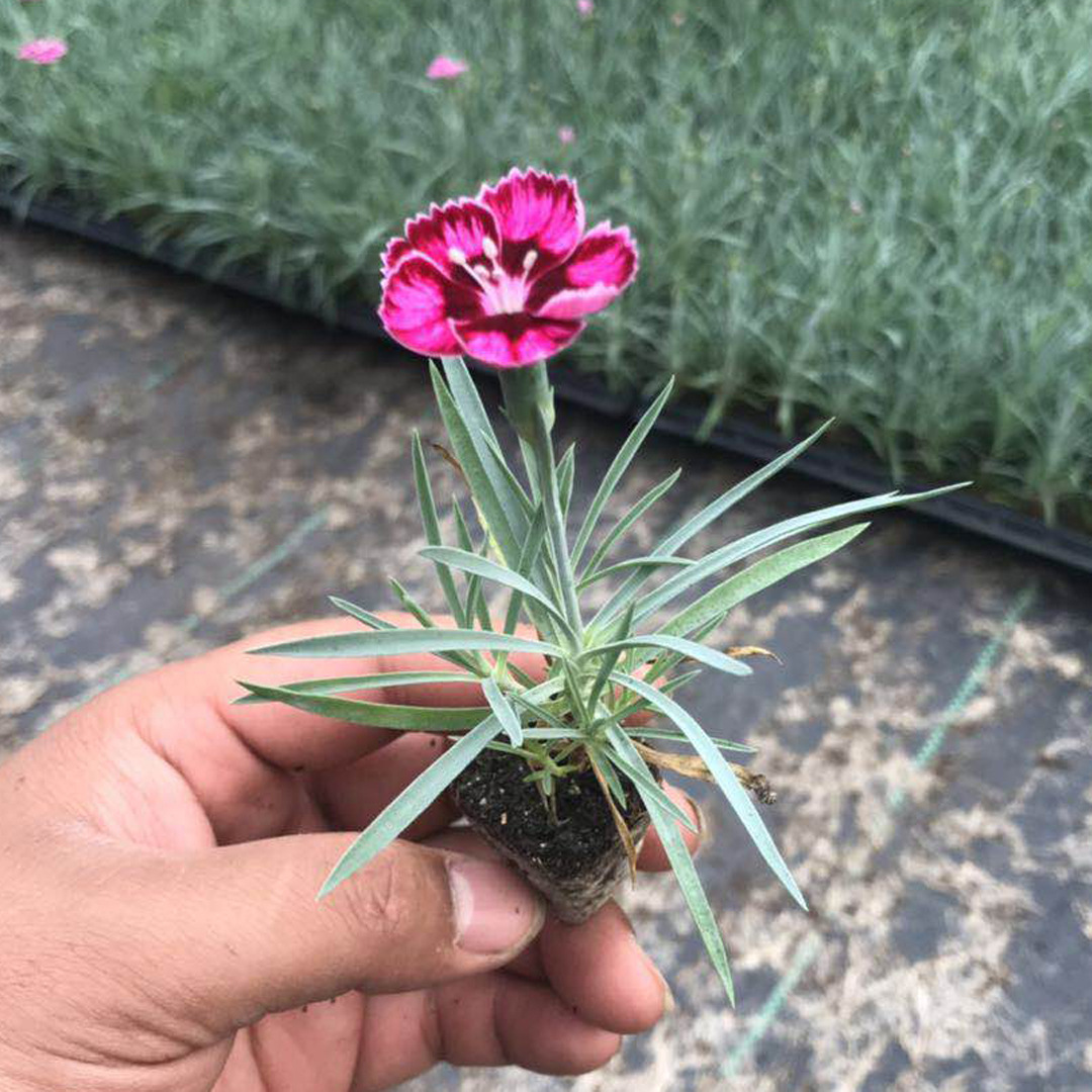 地被彩虹石竹穴盘苗欧石竹小苗花海设计好品质五彩石竹园林景观