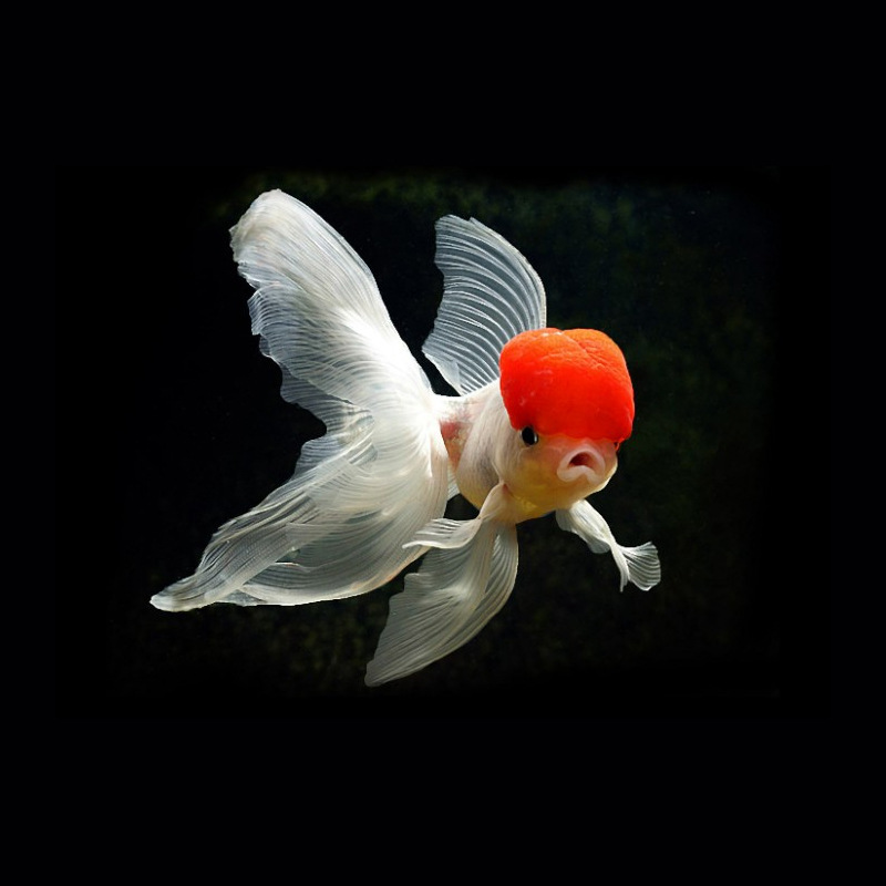 观赏鱼 鹤顶红体宽洁白活体冷水鱼 批发上海活体宠物淡水金鱼鱼苗