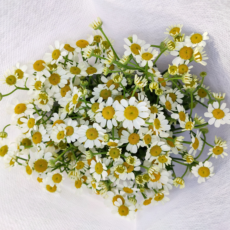 【洋甘菊】 花期长 云南昆明鲜切花批发洋重瓣洋甘菊夜市卖鲜花