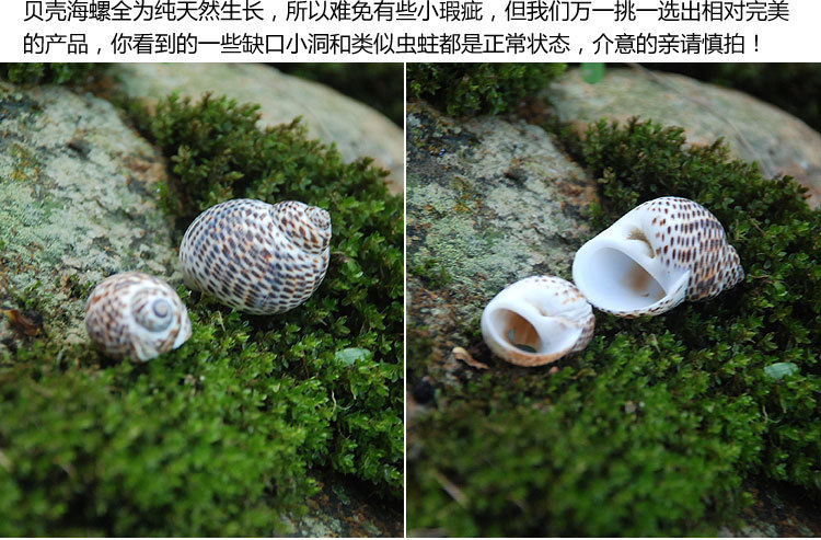 鸟蛋螺 diy墙贴装潢鱼缸地台 婚礼地中海风情家居装饰 小海螺贝壳