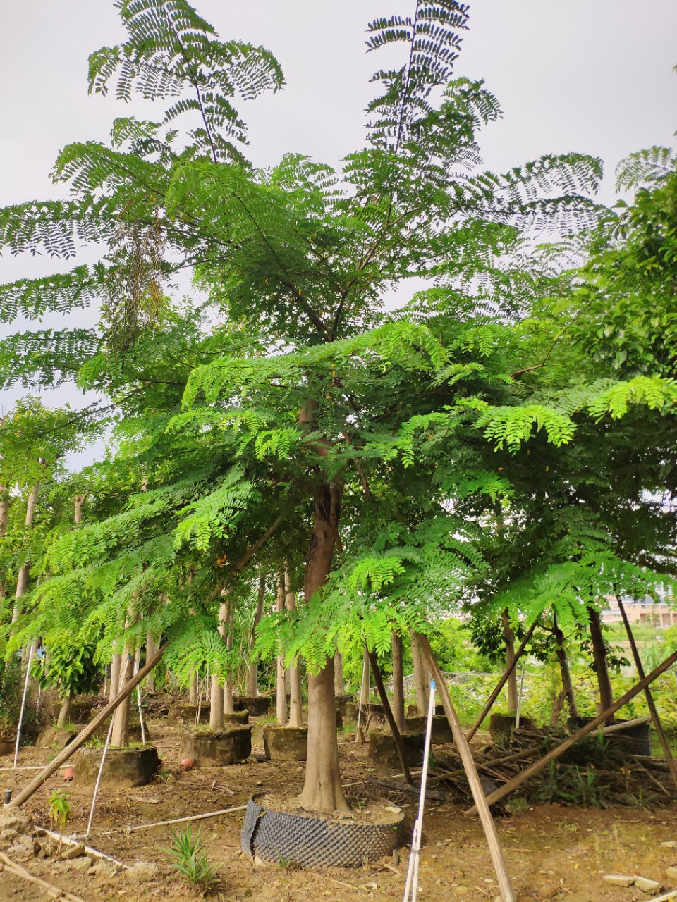 909供应粉花山扁豆2030cm假植苗公园广场庭院观花树乔木