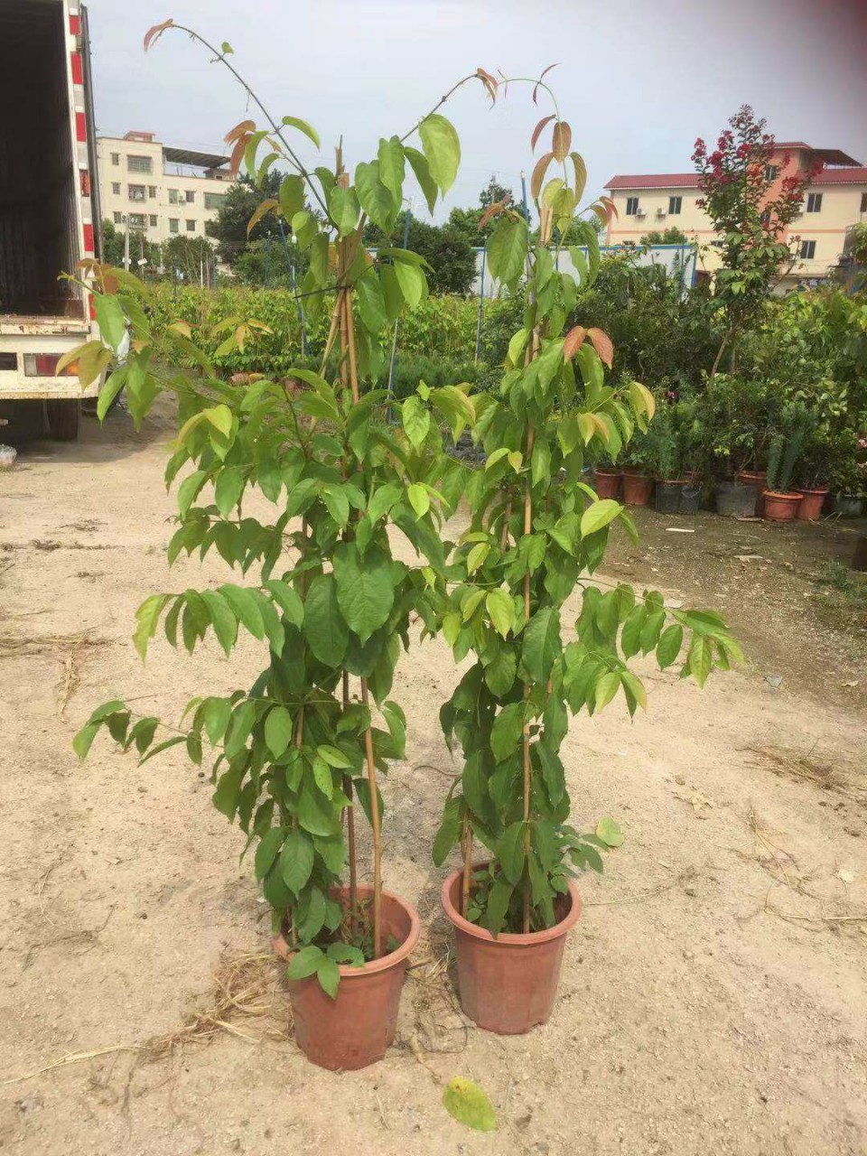 907供应 使君子 1-2米高盆栽苗 攀援藤本 垂直 立体绿化 基地直销