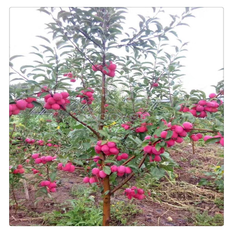 果园直销鸡心果苗品质好嫁接无核鸡心果树苗高产易成活