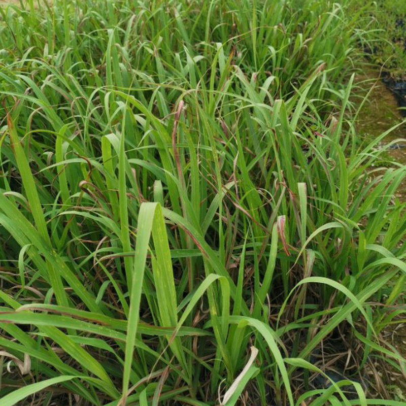 柠檬香茅 分株苗 食用芳香植物柠檬香茅草地栽苗批发