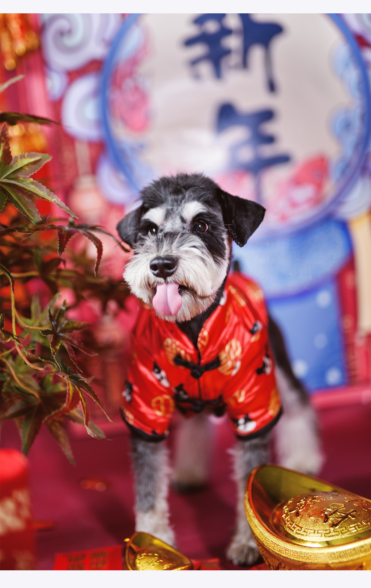 法斗唐装狗狗衣服新年衣服喜庆宠物服装棉衣棉袄宠物潮牌时尚泰迪