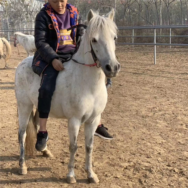 迷你儿童马景区骑乘马 宠物马设特兰矮马价格 供应山东小矮马