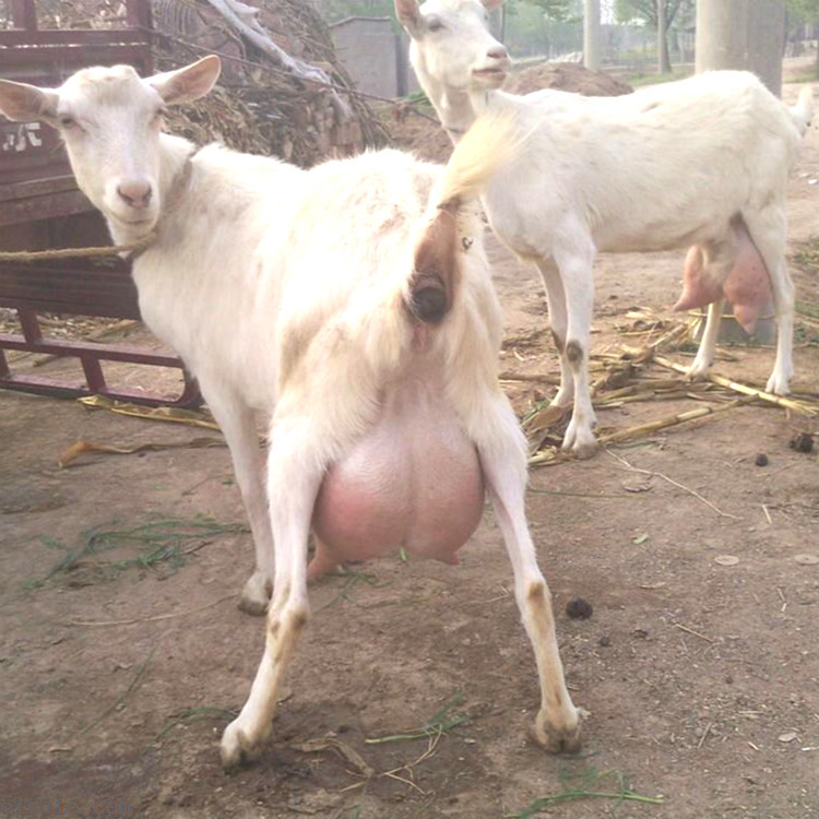 个人出售奶山羊4个月奶山羊多少钱一只哪里卖奶山羊产奶量高好养包邮
