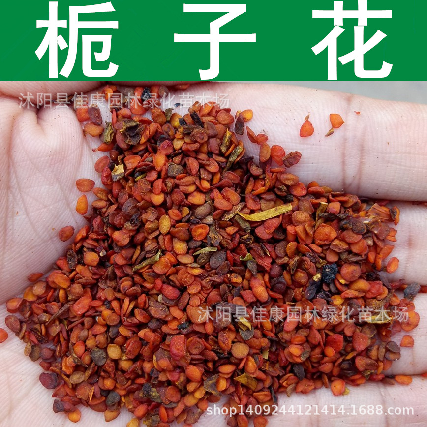 林木种子 栀子花种子 净籽 山栀 黄栀子 栀子树种子 1件=1斤