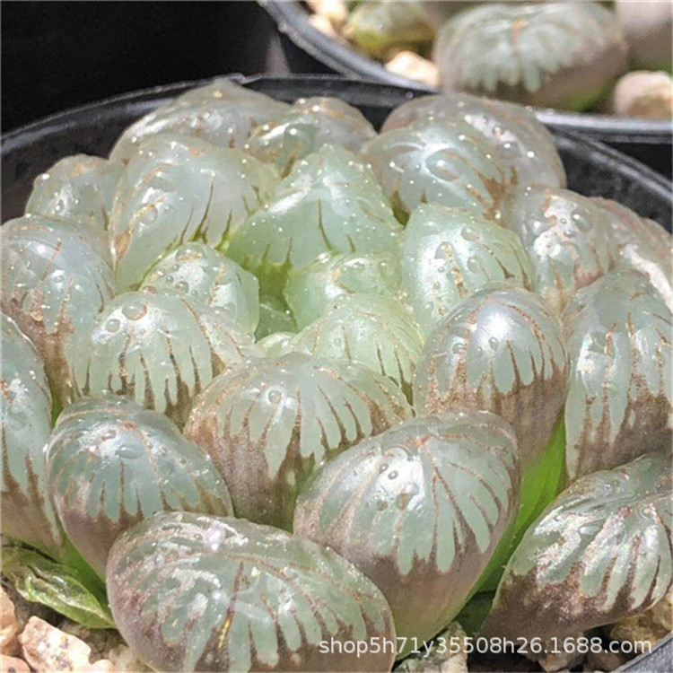 678精品多肉植物基地限时批发 潘氏龙珠玉露单头盆7.5cm品相实拍