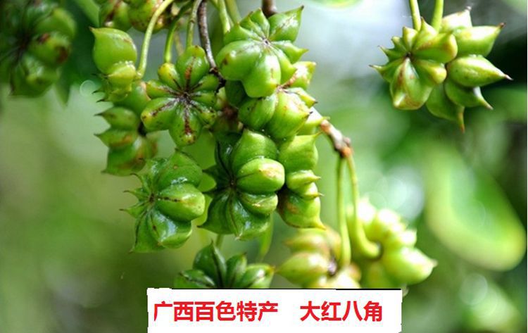 批发中药材香料八角大料广西八角花椒桂皮香叶小茴香调料卤