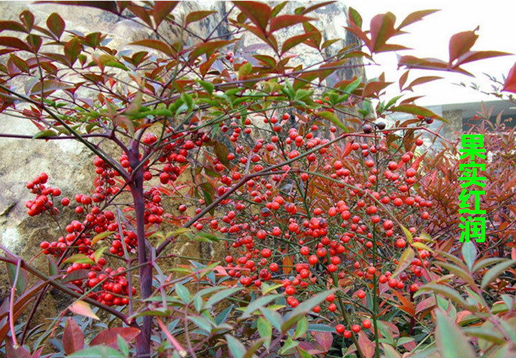 彩色大红火焰红天竹丛生南天竹盆栽秋冬季红天竹地栽观叶绿化苗木