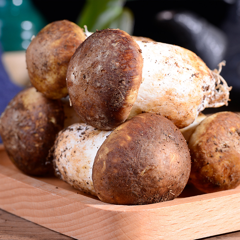 云南产地姬松茸特产新鲜松茸食用菌巴西菌菇煲汤食材产地批发