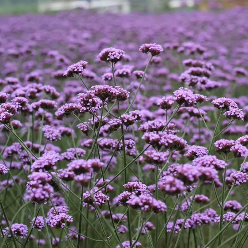 公园绿化宿根花卉马鞭草小区草坪草花柳叶马鞭草绿化花卉基地供应