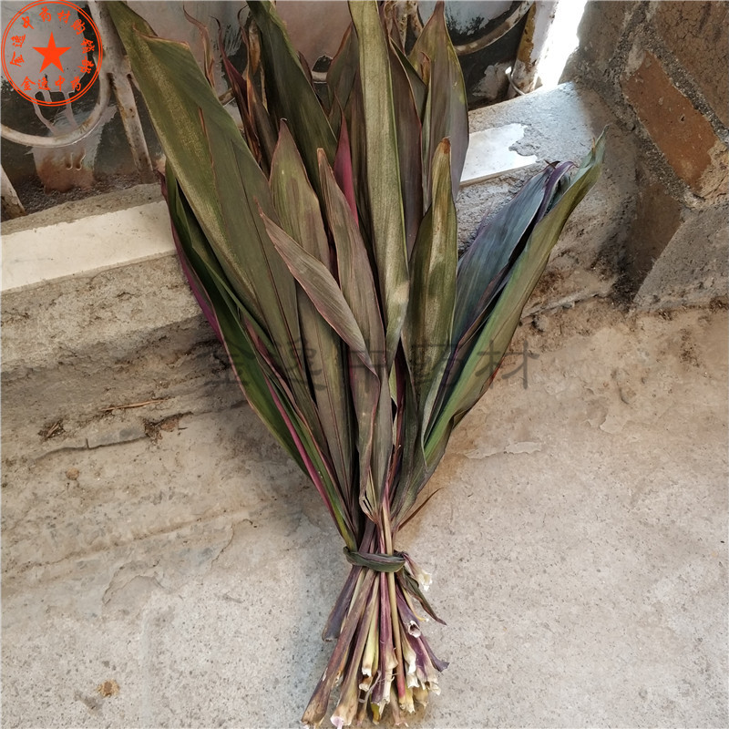 红铁树叶 (6)_副本