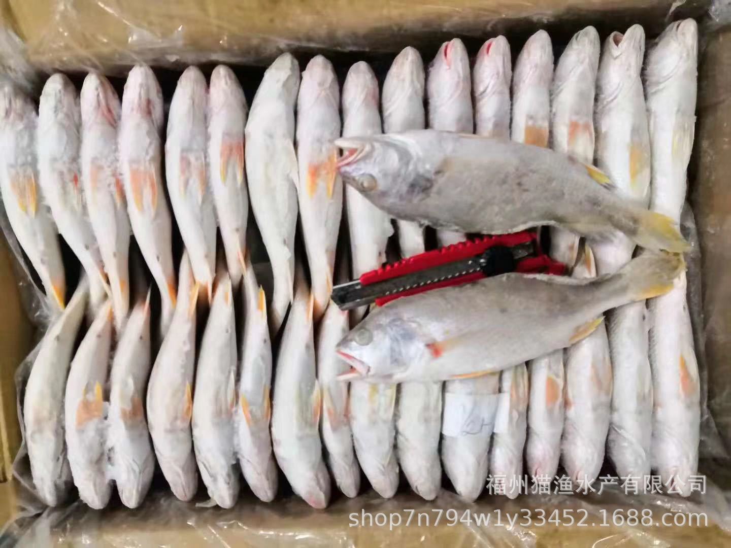 黄姑鱼白姑鱼批发水产批发 海鲜批发 姑鱼批发三牙批发黄鱼批发