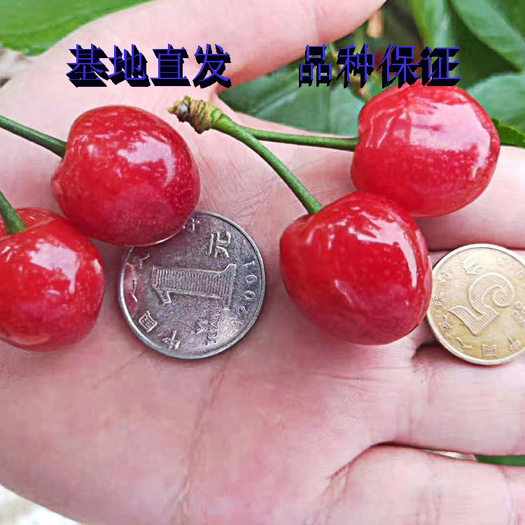 鸡心樱桃苗新品种苗隔年挂果成都果苗基地