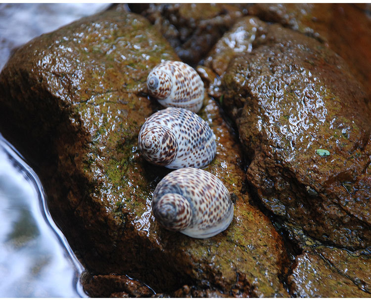 鸟蛋螺 diy墙贴装潢鱼缸地台 婚礼地中海风情家居装饰 小海螺贝壳