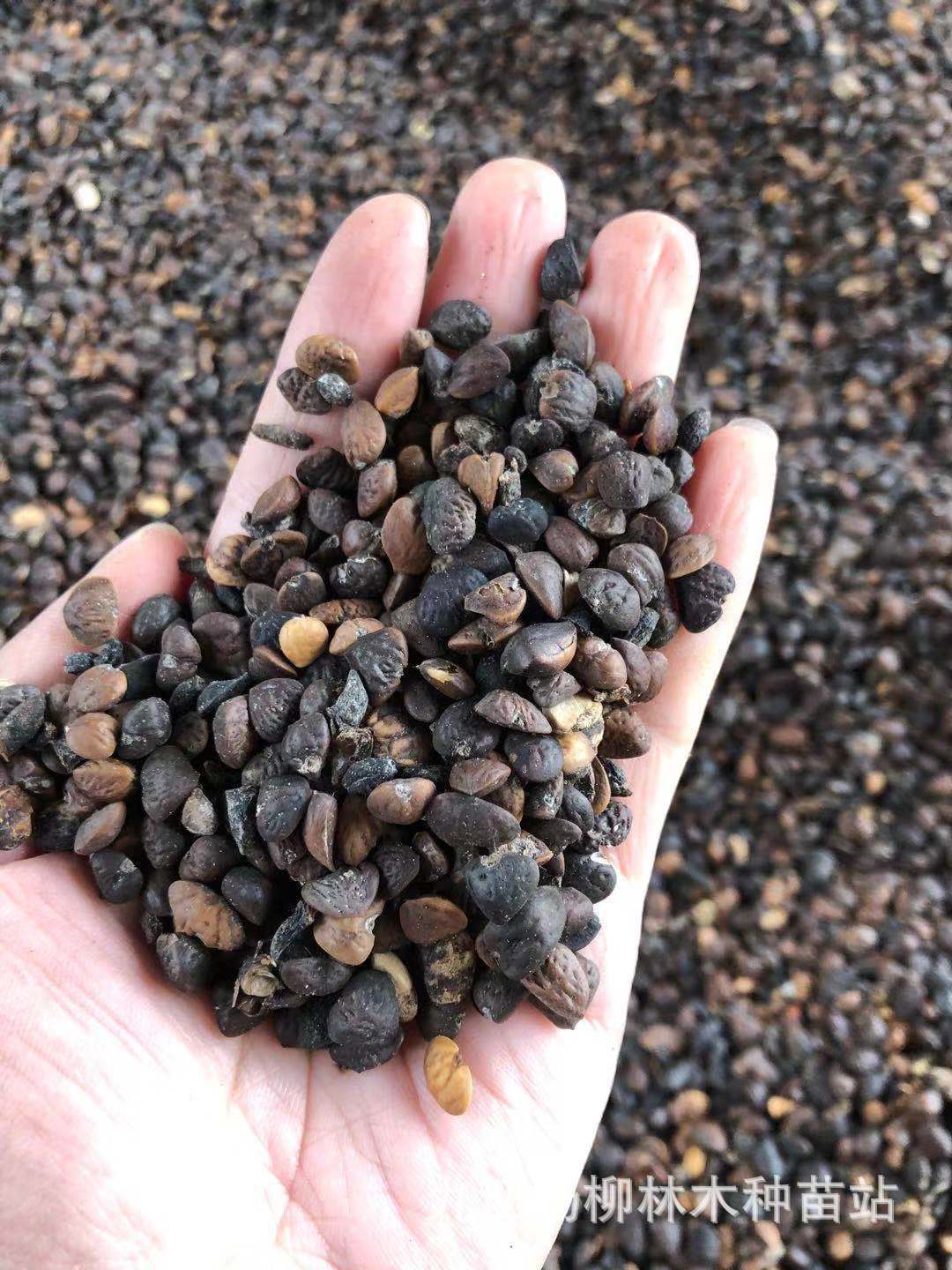 供应深山含笑种子 深山含笑小苗 乐昌含笑 醉香含笑种子价格