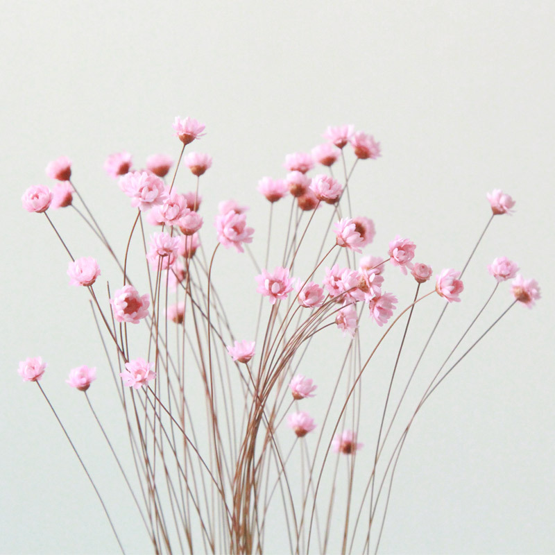 狂想者【进口小星花30枝】森系自然干花束天星菊家居装饰插花批发