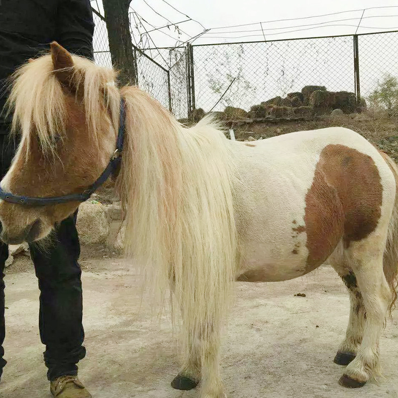 广西德保矮马是娱乐小矮马里面的德保矮马种植基地提供养殖技术
