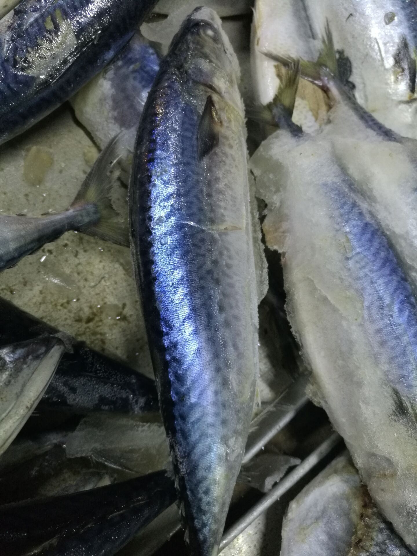 鲐鱼青花鱼鲐鲅鱼