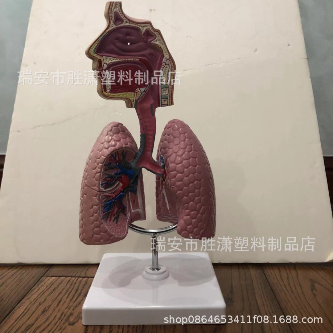 供应医学教学器材模型 呼吸系统模型 呼吸肺模型 实验教材 可定制