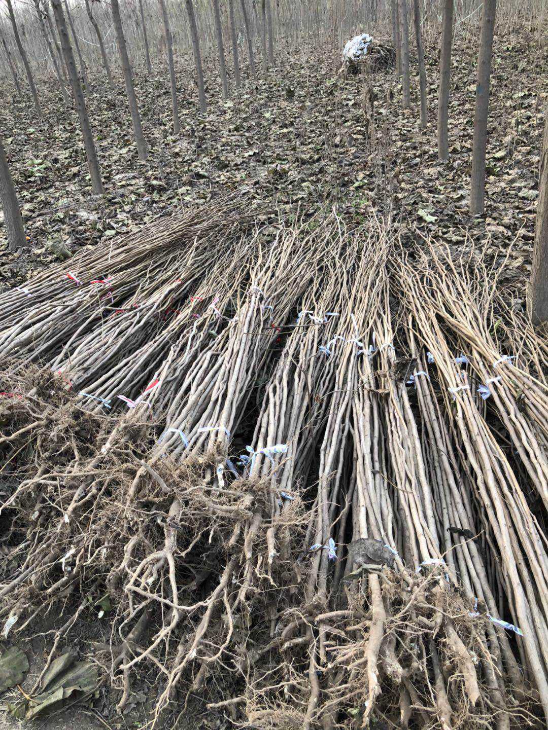 批发基地杜仲树苗中药材苗木盆栽种子杜仲树苗南北方种植野生包邮