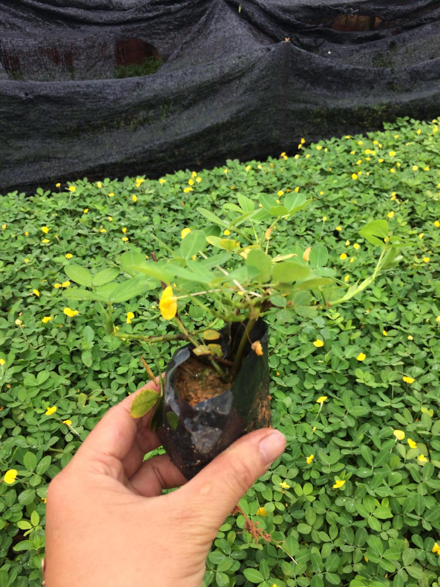 遍地黄金花生藤地被绿化苗袋苗软枝假地豆草山地豆草地豆草袋