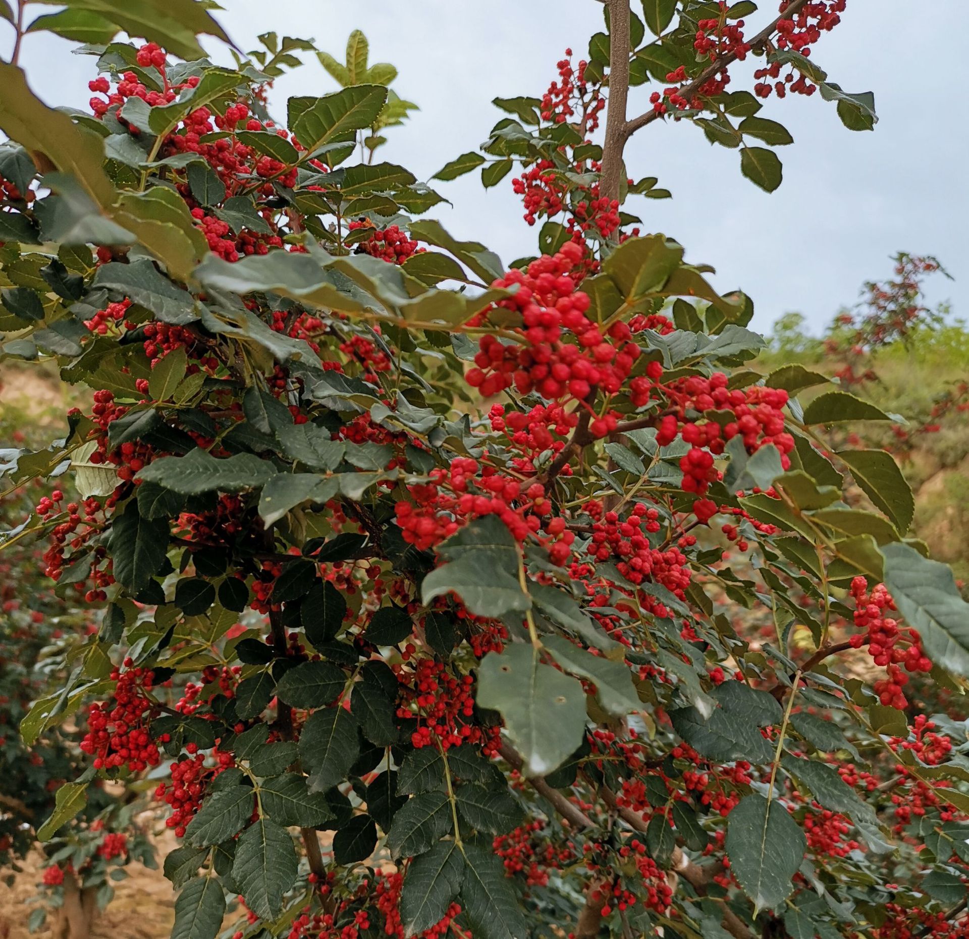 花椒 武都花椒 麻椒 伏椒 500g袋装 道地特产 产地批发