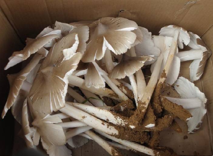 云南特产鸡枞菌食用菌 产地批发 白鸡枞 1斤