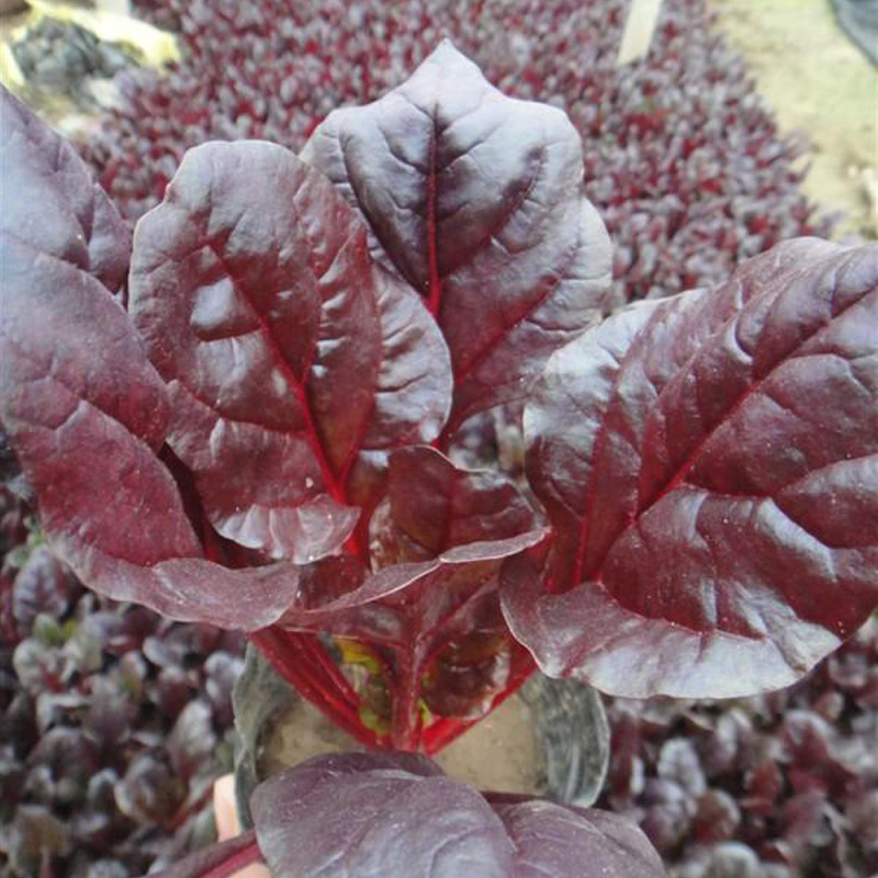 叶甜菜种子红叶红梗甜菜盆栽露天基地观光蔬菜种子红叶菠菜甜菜孑