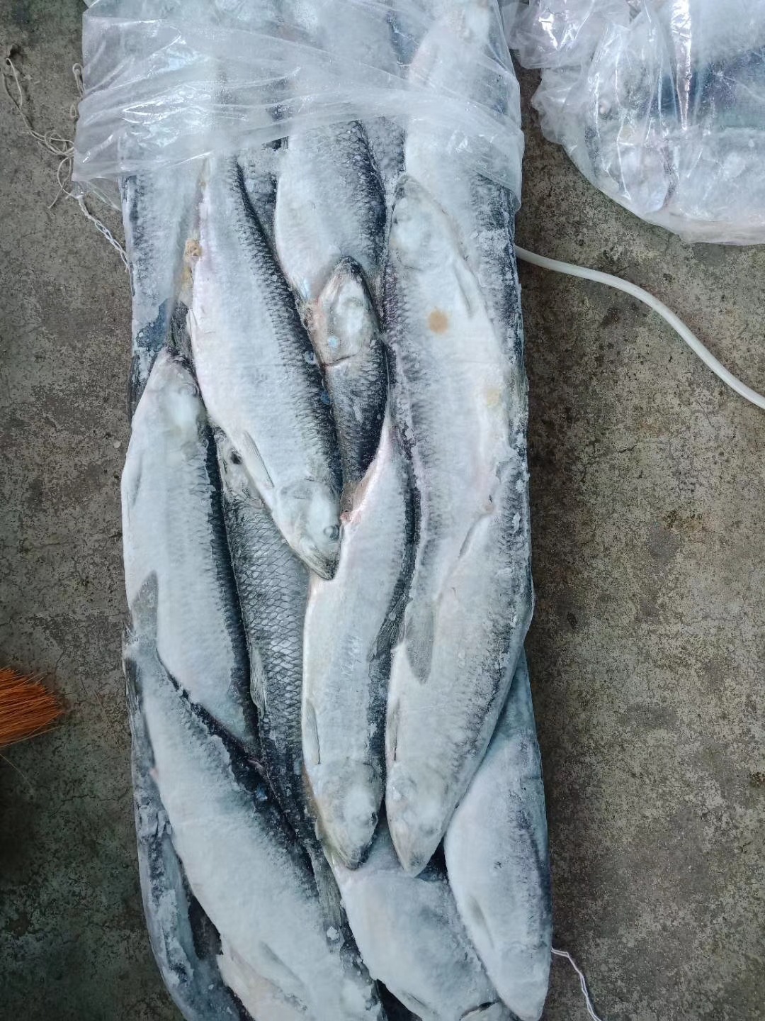 批发热销进口冷冻鲱鱼最新批次更新冷冻青鱼食堂海洋馆饲料鱼