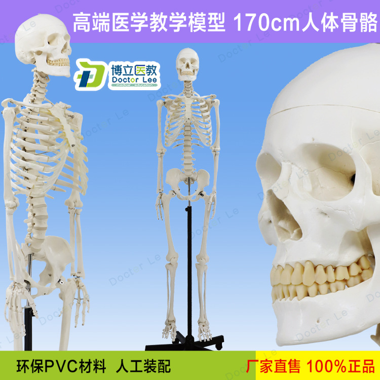 高端美术医用男女170cm骨架模型 骷髅可拆卸解剖骨骼瑜伽正骨骨科