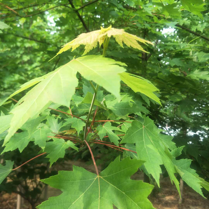 产地供应美国红枫6公分美国红枫 7公分8公分9公分美国红枫 秋火焰