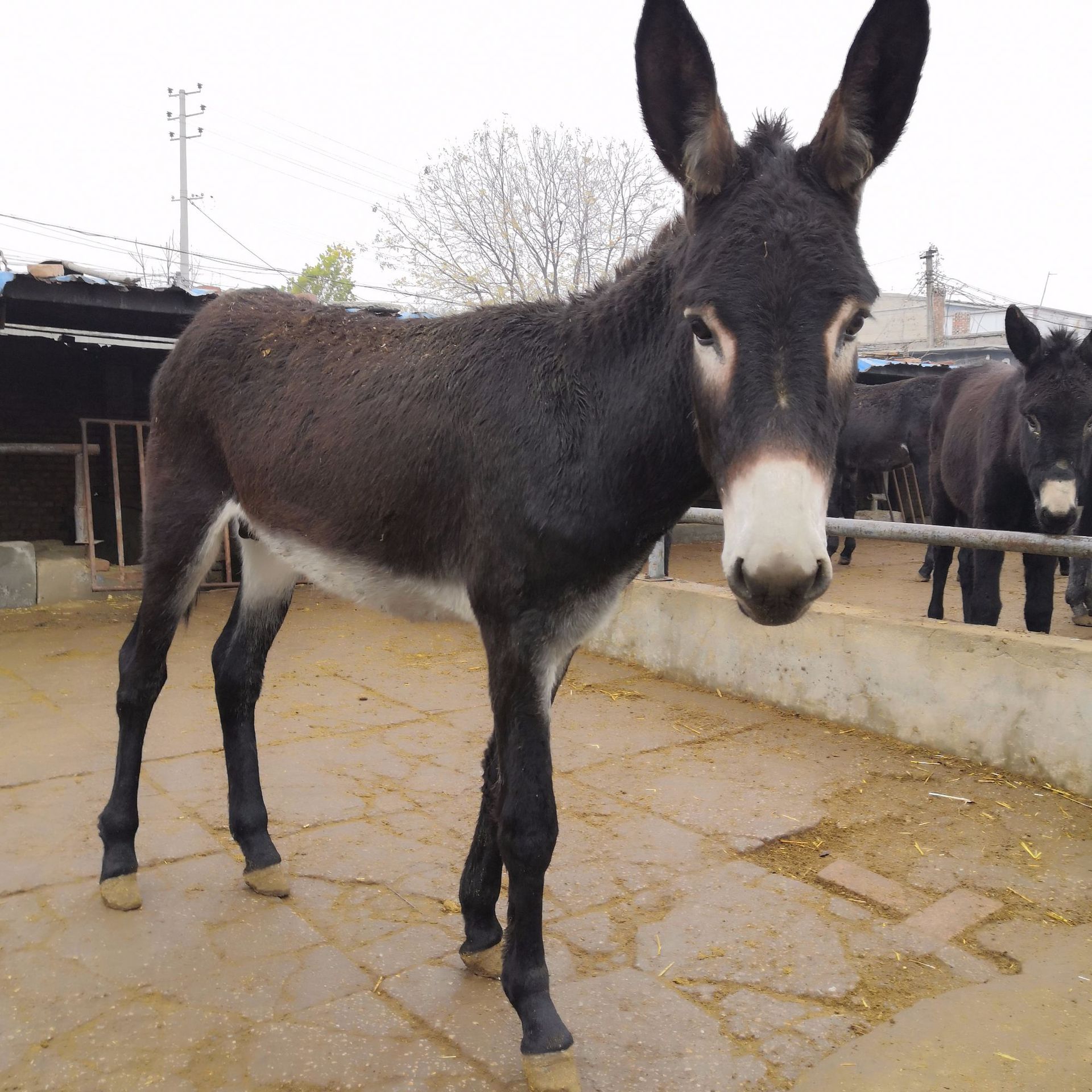 山东养殖场供应德州驴 肉驴苗养殖场 哪里有卖驴的-阿里巴巴