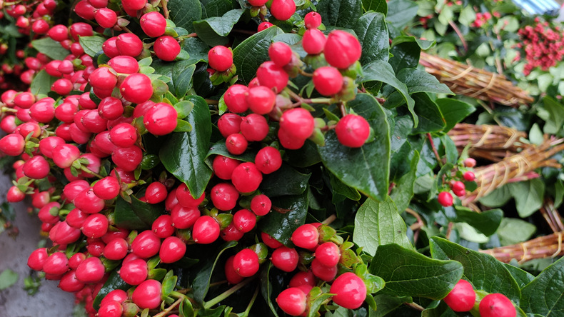 【火龙珠】 粉绿白豆 昆明斗南鲜切花基地直发批发红豆相思豆