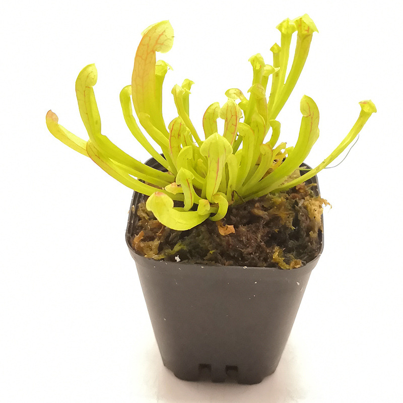 天鹅瓶子草进阶级新品种食虫植物菲朗园艺花卉盆栽源头生产基地