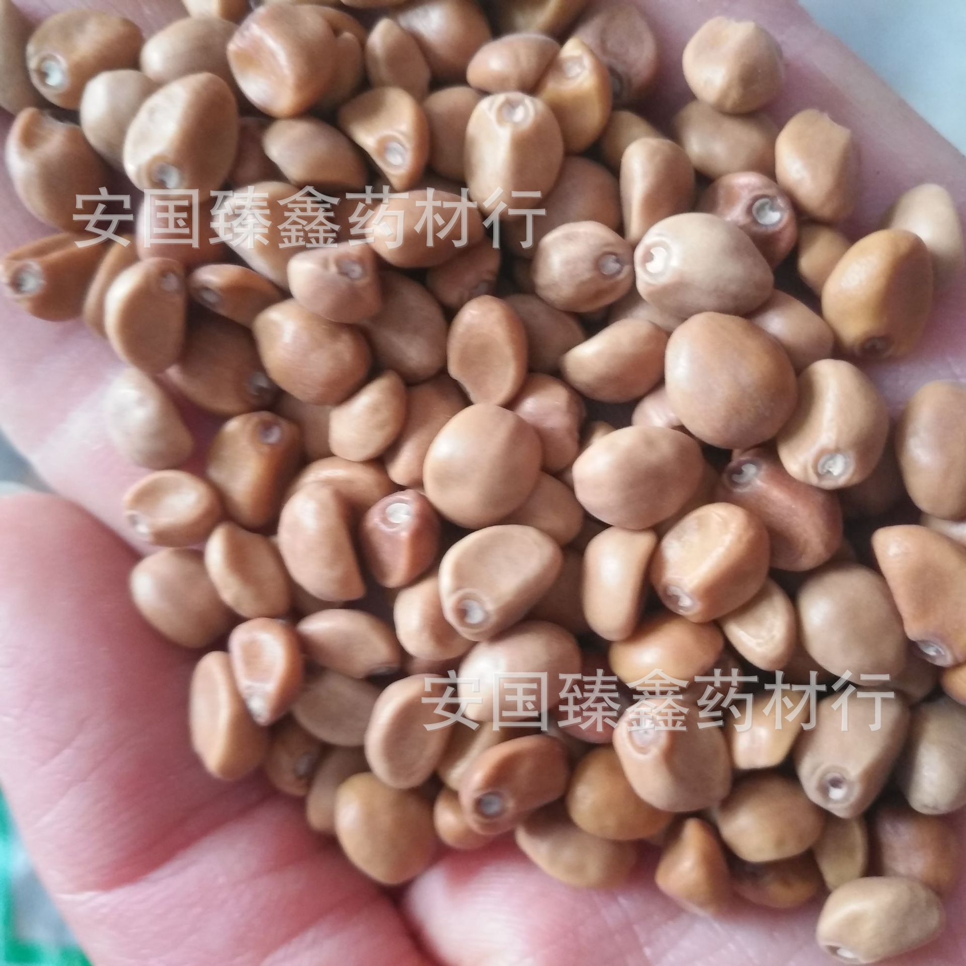 批发零售中药材 华佗豆 跌打豆 拐子 产地直销量大从优-阿里巴巴