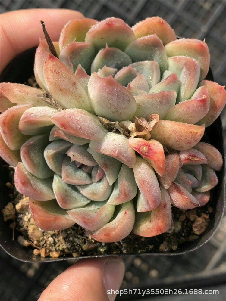 859大棚特价批发多肉盆栽品种 玲珑月影群多肉植物品相状态好限量