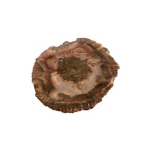 木化石原石 片状树玉化 个性茶托 装饰 木花石摆件