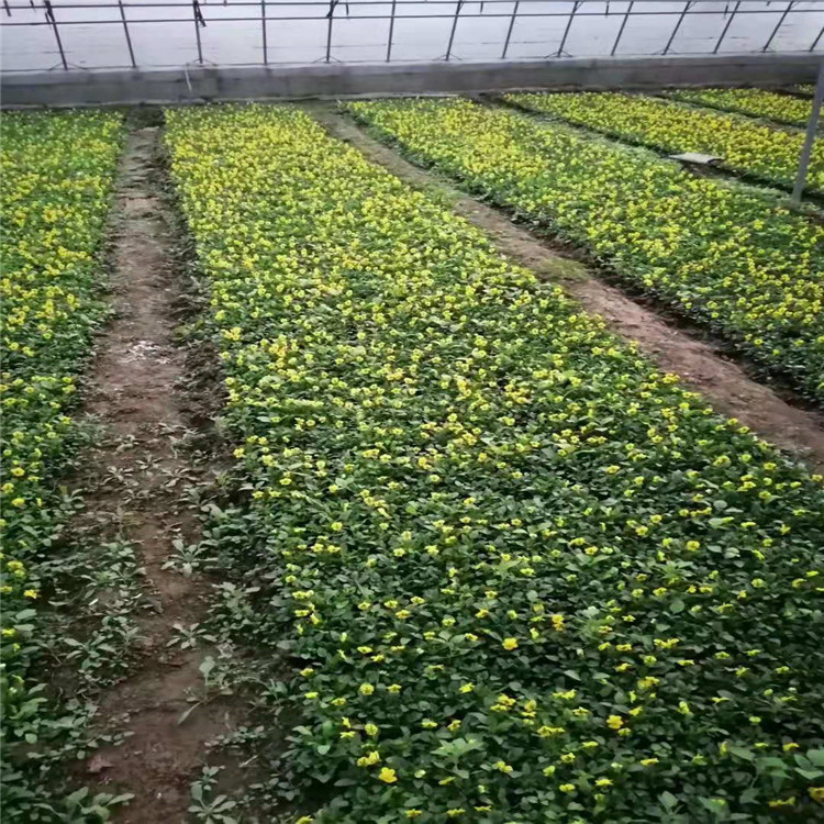 大型角瑾草花批发 宿根花卉三色堇 农户种植基地