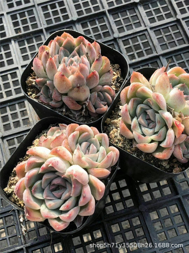 859大棚特价批发多肉盆栽品种 玲珑月影群多肉植物品相状态好限量