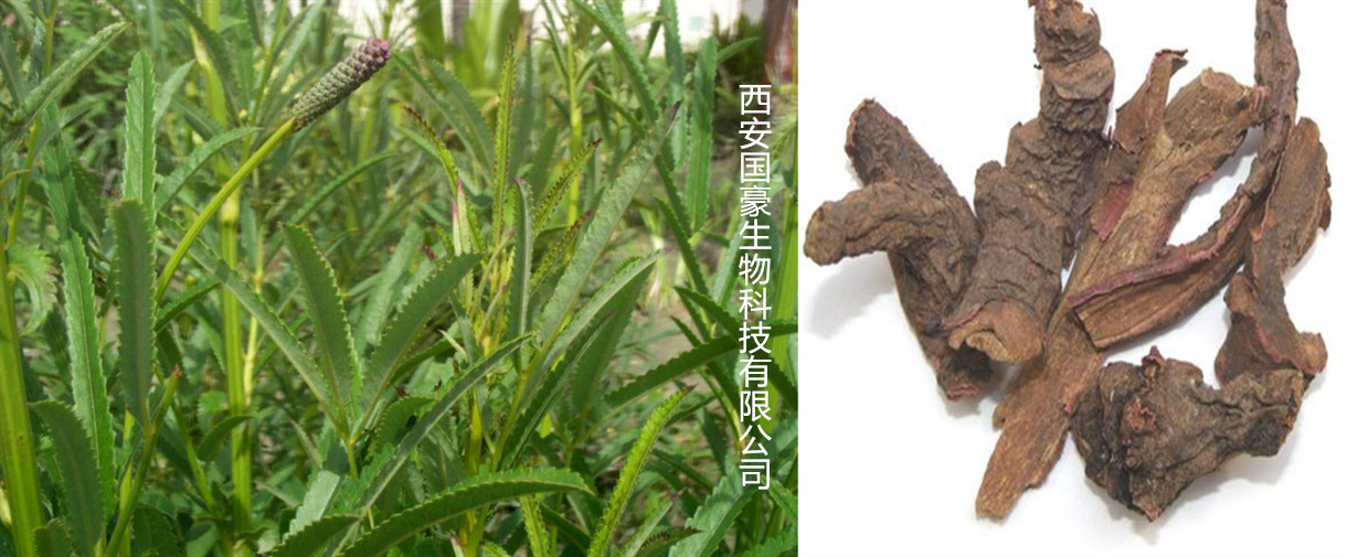 地榆提取物10:1 地榆粉 地榆皂甙 地榆根提取物 500克/袋