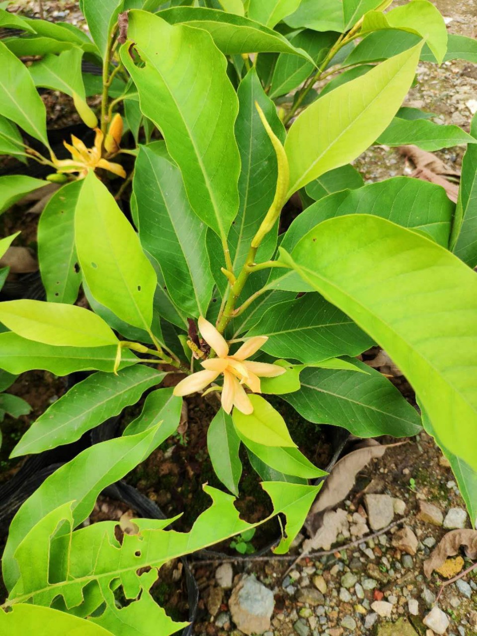 5米高袋苗 黄兰树 花浓香