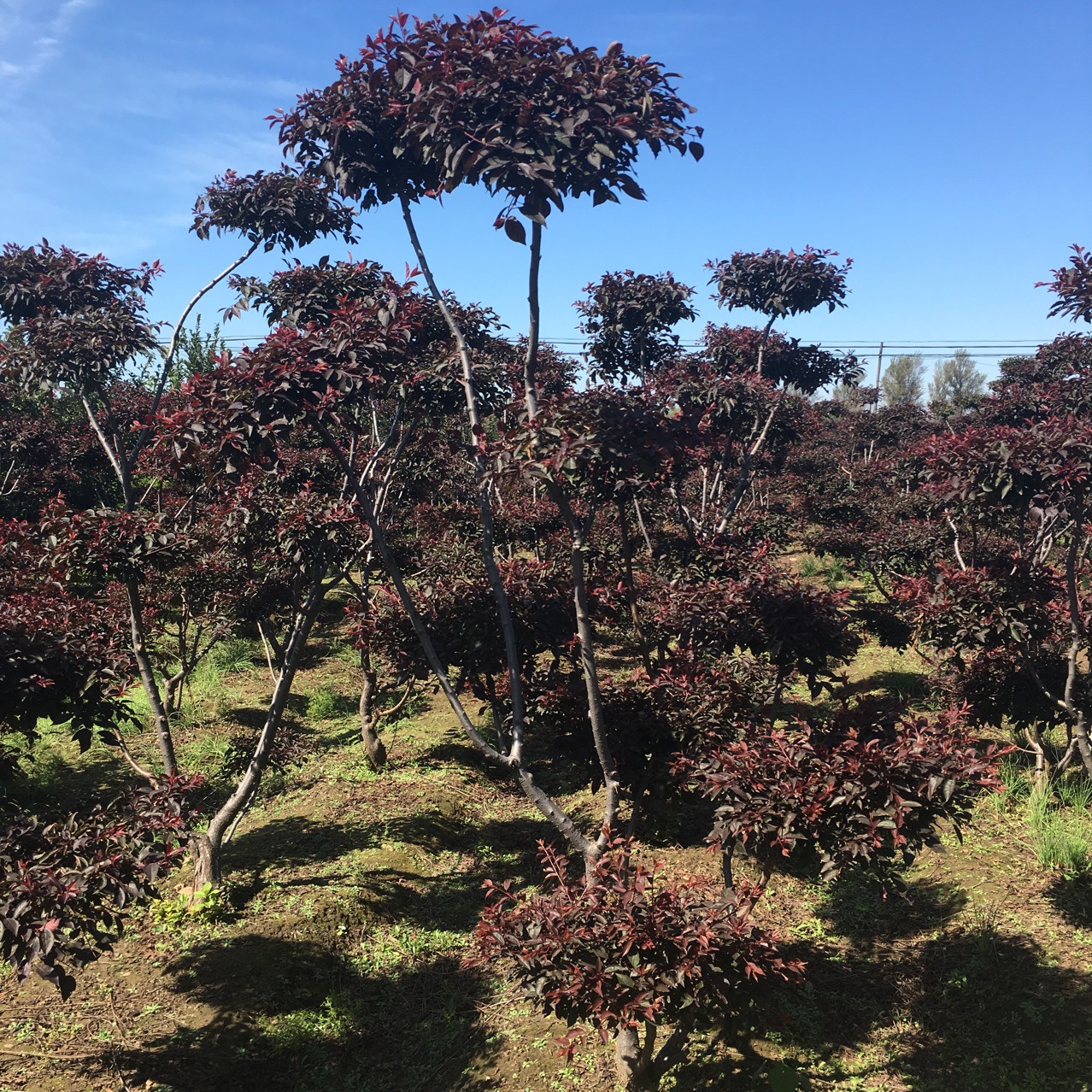 耐寒丛生红叶李紫叶李密枝红叶李造型树