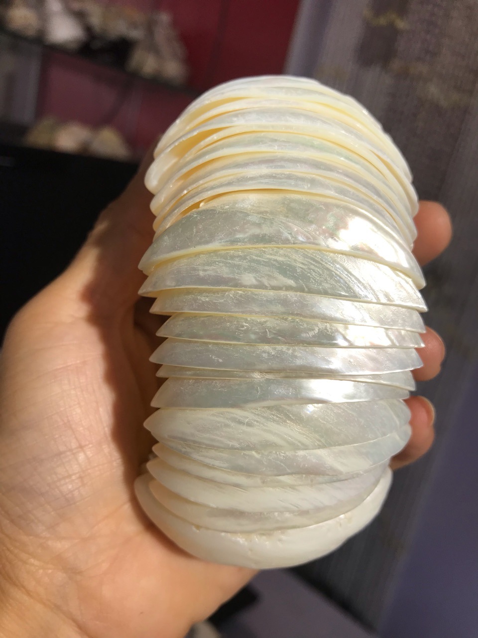 地中海风超宽个性白色夜光贝天然贝壳手链 5厘米宽度 贝壳工艺品